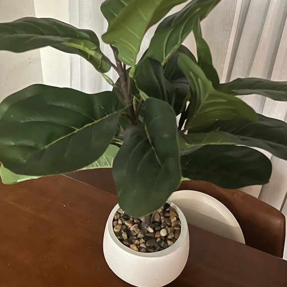 Faux Fiddle Leaf Fig 22 inches - Picture 3 of 7